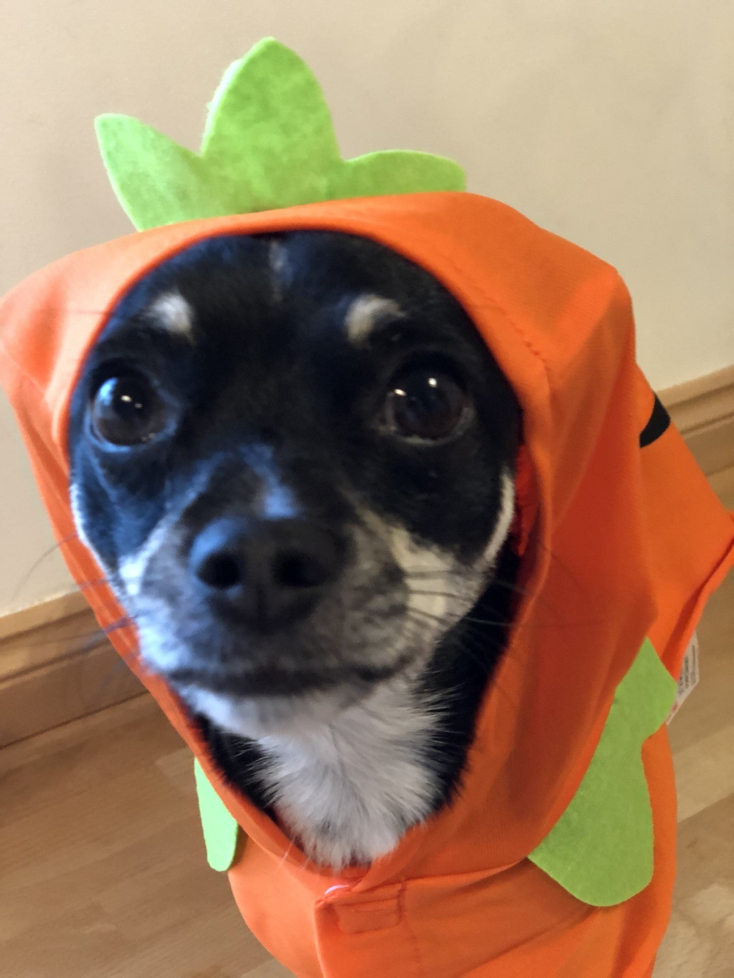 Halloween Pumpkin Outfit