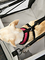 Urban Pup Car Seat Dog Cradle