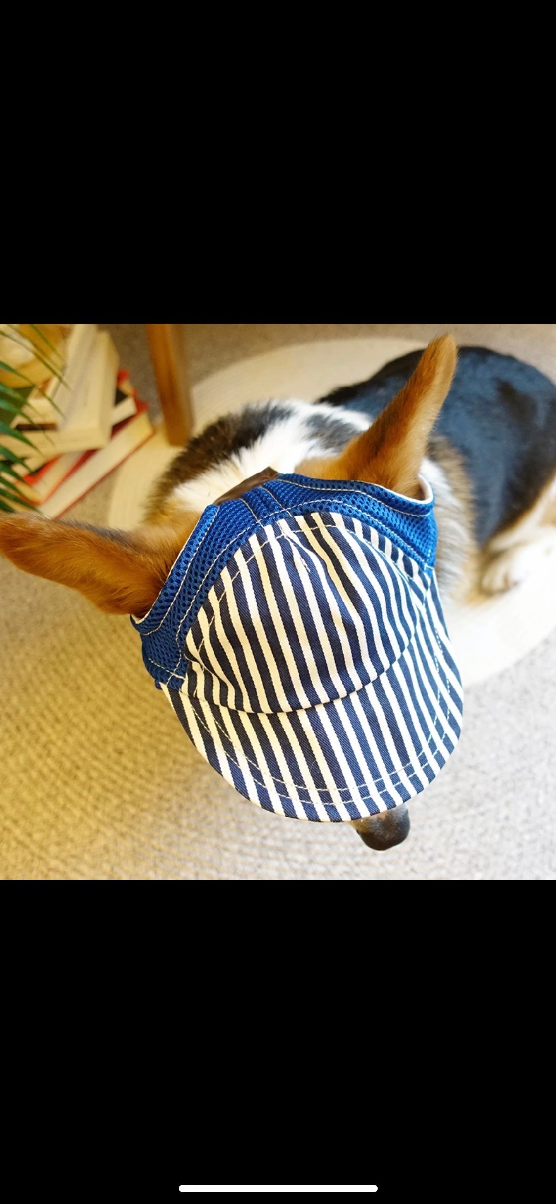 Dog Baseball Cap/Hat