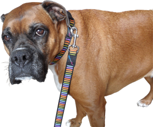 Hem & Boo Multi stripe Dog Lead