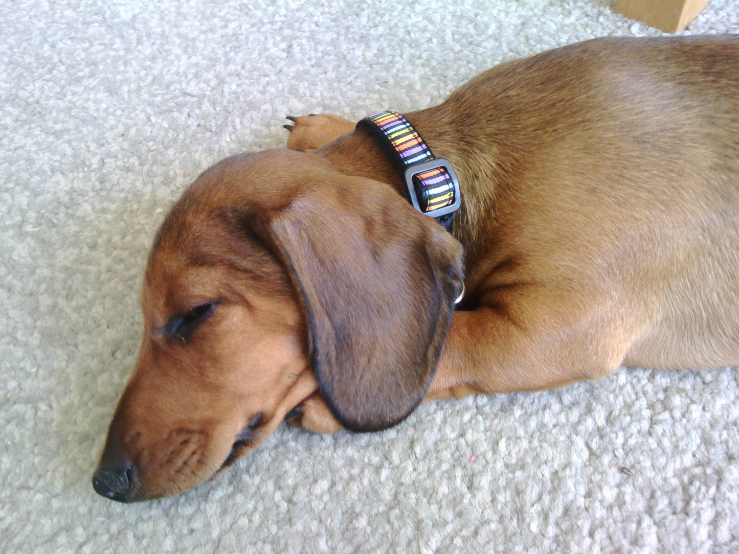 Hem & Boo Multi stripe Dog Collar